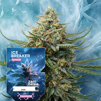 Ice Breaker (Zamnesia Seeds) Feminisoidut