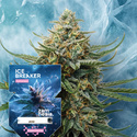 Ice Breaker (Zamnesia Seeds) Feminisoidut
