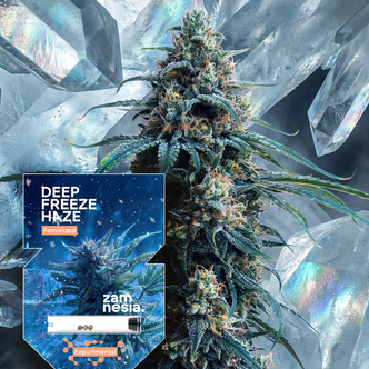 Deep Freeze Haze (Zamnesia Seeds) feminisoidut