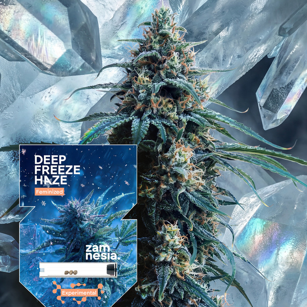 Deep Freeze Haze (Zamnesia Seeds) Feminisoidut