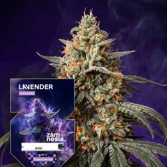 Lavender Autoflower (Zamnesia Seeds) Feminisoidut
