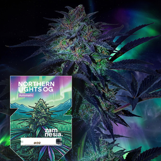Northern Lights OG Autoflower (Zamnesia Seeds) feminisoidut