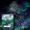 Northern Lights OG Autoflower (Zamnesia Seeds) Feminisoidut