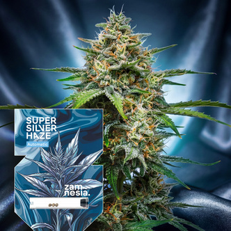 Super Silver Haze Autoflower (Zamnesia Seeds) feminisoidut