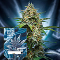 Super Silver Haze Autoflower (Zamnesia Seeds) Feminisoidut