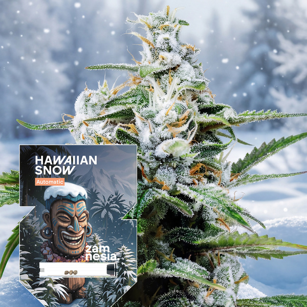 Hawaiian Snow Autoflower (Zamnesia Seeds) Feminisoidut