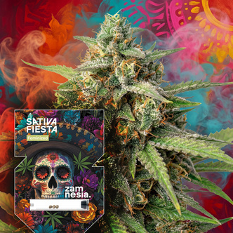 Sativa Fiesta (Zamnesia Seeds) feminisoitu