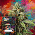 Sativa Fiesta (Zamnesia Seeds) Feminisoidut