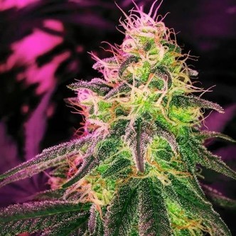 BlackJack (Nirvana) Feminisoidut kannabiksen siemenet