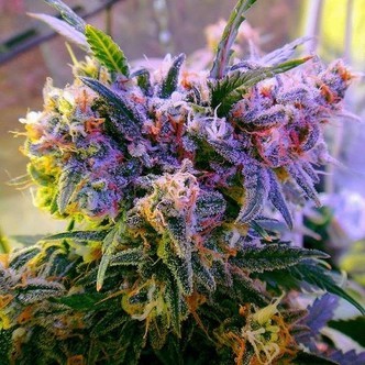 Aurora Indica (Nirvana) feminisoidut kannabiksen siemenet