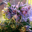 Aurora Indica (Nirvana) Feminisoidut