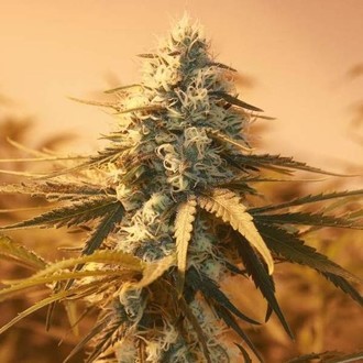 AK48 (Nirvana) Feminisoidut