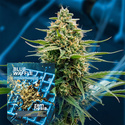 Blue Waffle F1 (Zamnesia Seeds) Feminisoidut