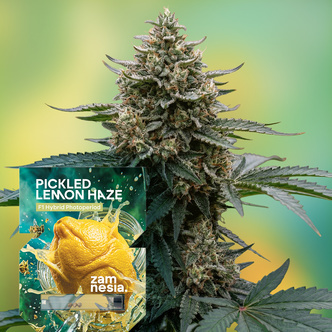 Pickled Lemon Haze F1 (Zamnesia Seeds) Feminisoidut