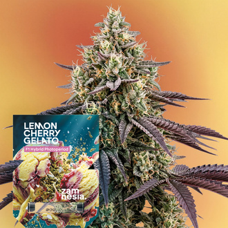 Lemon Cherry Gelato F1 (Zamnesia Seeds) Feminisoidut