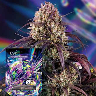 LSD F1 Autoflower (Zamnesia Seeds) Feminisoidut