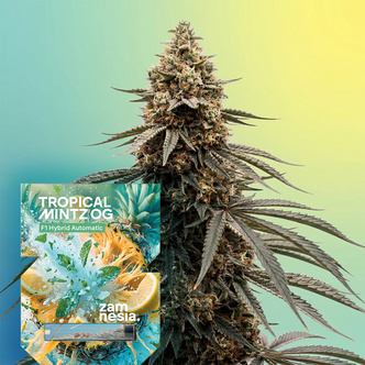 Tropical Mintz OG F1 Autoflower (Zamnesia Seeds) Feminisoidut