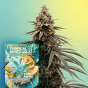 Tropical Mintz OG F1 Autoflower (Zamnesia Seeds) Feminisoidut
