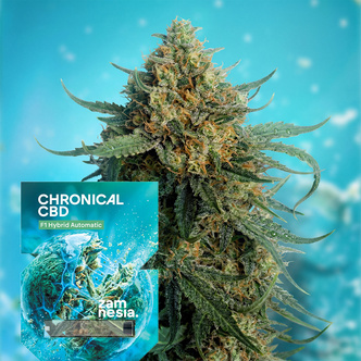 Chronical CBD F1 Autoflower (Zamnesia Seeds) feminisoitu