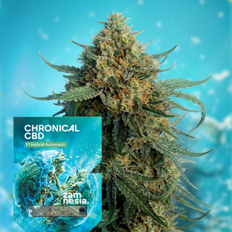 Chronical CBD 1:1 F1 Autoflower (Zamnesia Seeds) Feminisoidut