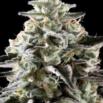 Mexican Sativa (Kannabia) Feminisoidut