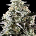 Mexican Sativa (Kannabia) Feminisoidut
