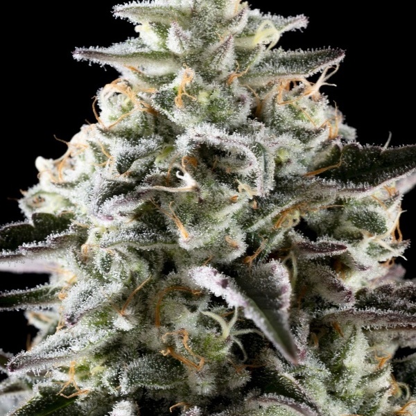 Mexican Sativa (Kannabia) Feminisoidut