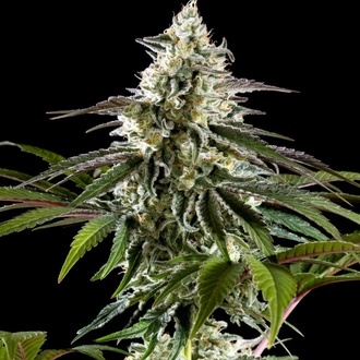 Mexican Sativa (Kannabia) Feminisoidut