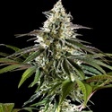 Mexican Sativa (Kannabia) Feminisoidut