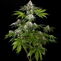 Mexican Sativa (Kannabia) Feminisoidut