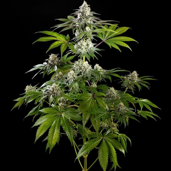 Mexican Sativa (Kannabia) Feminisoidut