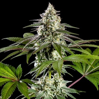 Mexican Sativa (Kannabia) Feminisoidut