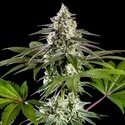 Mexican Sativa (Kannabia) Feminisoidut