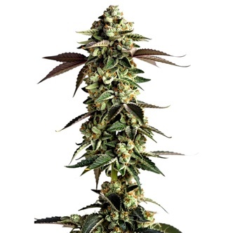 Blue Zushi (Growers Choice) feminisoidut