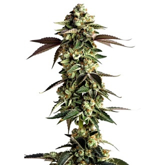 Blue Zushi (Growers Choice) feminoidut kannabiksen siemenet