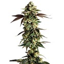 Blue Zushi (Growers Choice) feminoidut kannabiksen siemenet