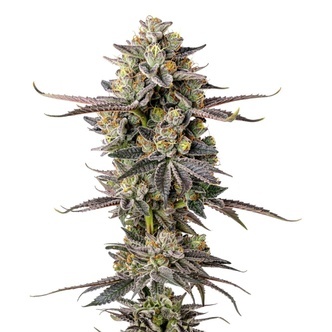 Double Donny Burger (Growers Choice) feminisoidut kannabiksen siemenet