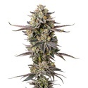 Double Donny Burger (Growers Choice) Feminisoidut
