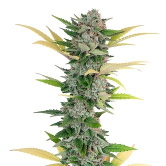 Gello Z (Growers Choice) feminisoidut