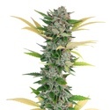 Gello Z (Growers Choice) Feminisoidut