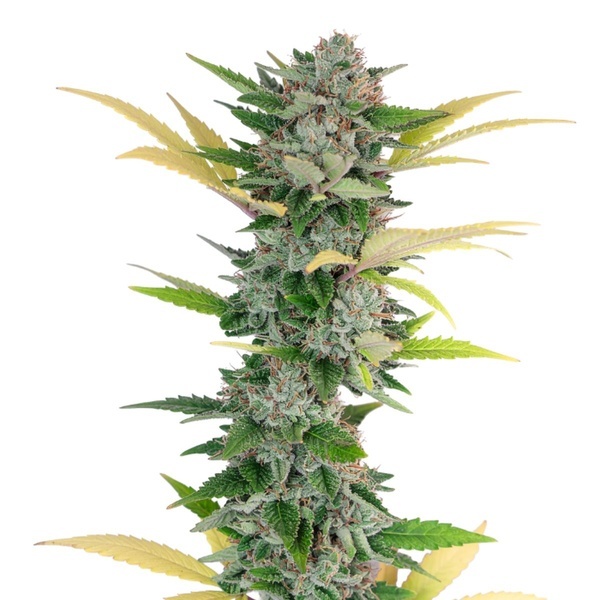Gello Z (Growers Choice) Feminisoidut