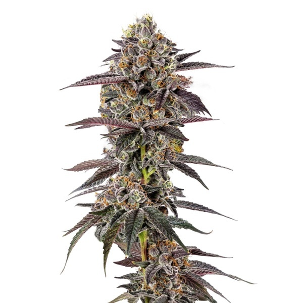 Lemon Cherry Mochi (Growers Choice) Feminisoidut