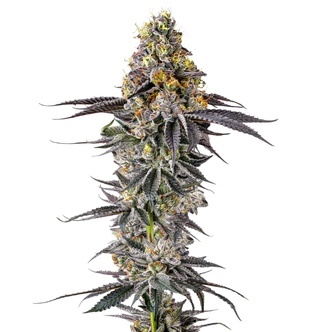 Lobster Butter (Growers Choice) feminisoidut