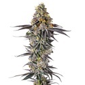 Lobster Butter (Growers Choice) Feminisoidut