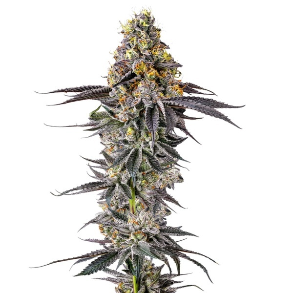 Lobster Butter (Growers Choice) Feminisoidut