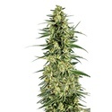 Permanent Whitemarker (Growers Choice) Feminisoidut