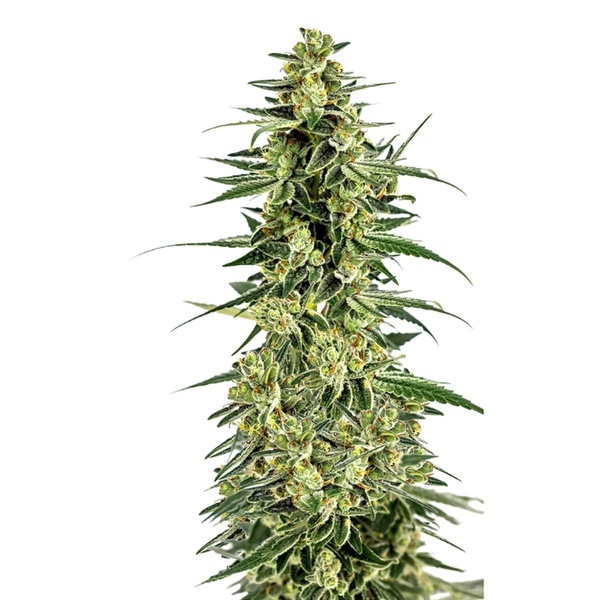 Permanent Whitemarker (Growers Choice) Feminisoidut