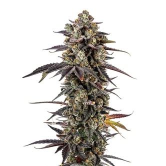 Pink Glitterbomb (Growers Choice) feminisoitu