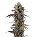 Pink Glitterbomb (Growers Choice) Feminisoidut