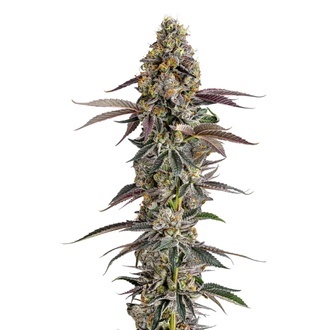 Platinum Mimosa Cookies (Growers Choice) Feminisoidut